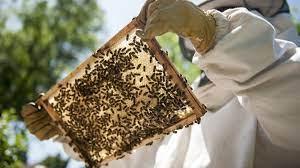 Kormányhivatal határozat méhek-Közösségi zárlat elrendeléséről